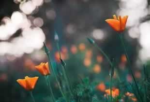 网站钱被黑了怎么办？揭秘应对网络诈骗的五大关键步骤