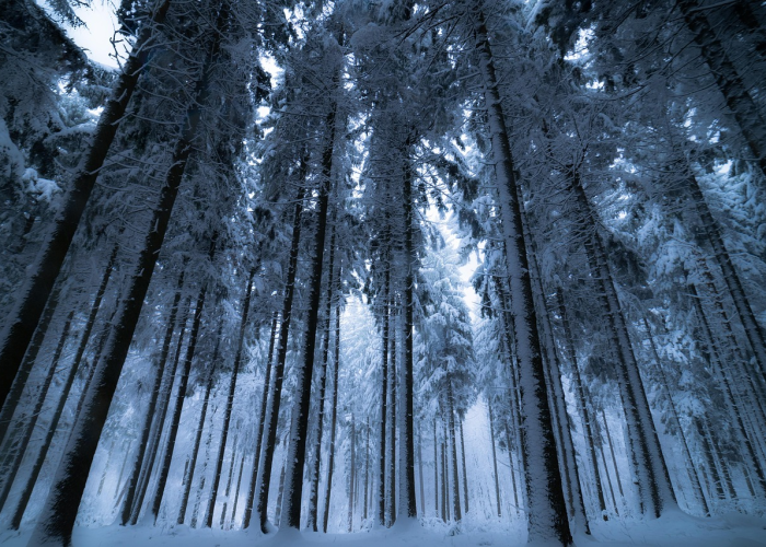 一场跨越千年的东方叙事、劳斯莱斯龙年限量版、时光为轴、龙鳞为甲