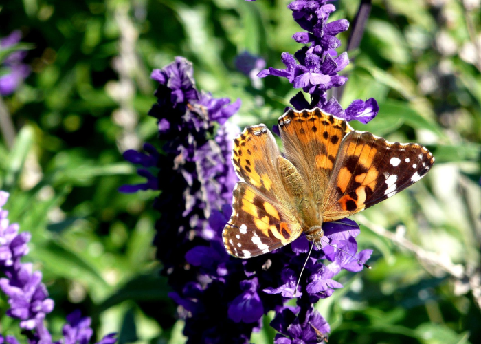 百城渡峰：生命自愈力与一场静默的潮汐图