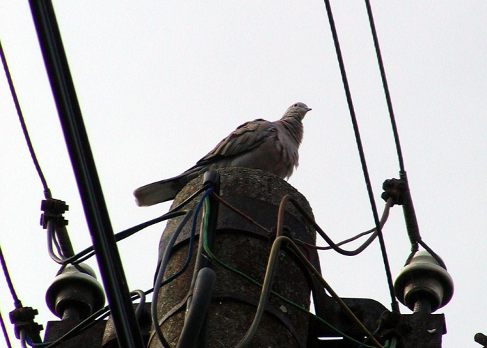 我们离疫情结束还有多远¿,新毒株破防入境¡强制口罩令再起的警示