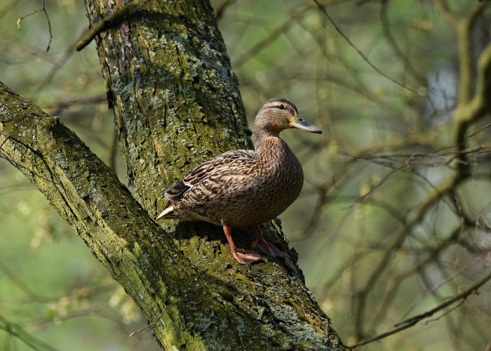 11例背后的微光：个体轨迹与防疫长城的对话，如精密网格的公共健康守护