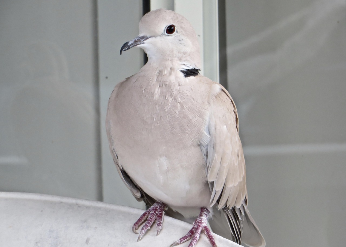 42例确诊背后的生命流动：疫情长河中的日常韧性