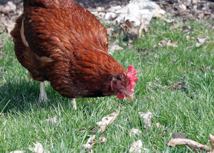 3厘米棉签与千万人健康：咽拭子，一道隐形免疫防线的构建实录