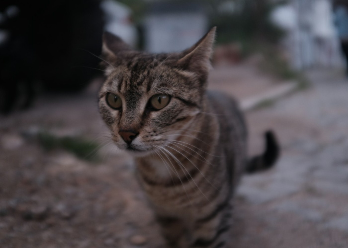 数字背后的中国防疫新常态，一周553例本土病例