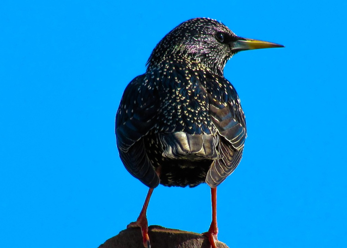 美国疫情数据下的社会撕裂与韧性反思,63。5万确诊背后