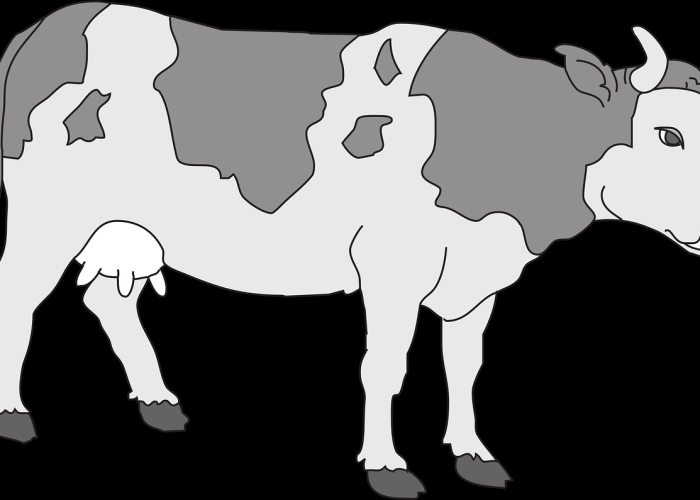 九日归途：2024春节高速免费通行与一场国家的脉动