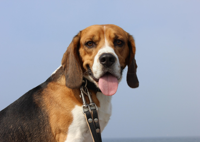 甲骨文故里的三千年防疫密码，安阳战疫 F