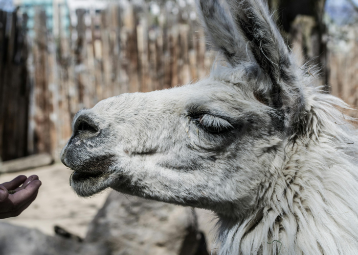 六月钟声与市井烟火：一座都市的沉静与脉动，如交响乐章般的复苏