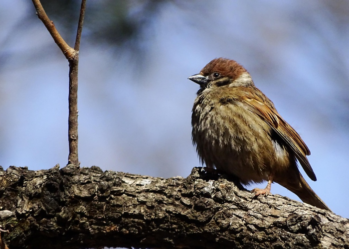 当青春防线被撕开一道口子，确诊学生曾去上课 47